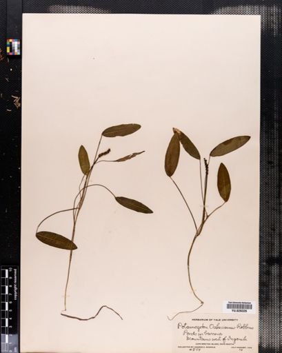 Potamogeton oakesianus
