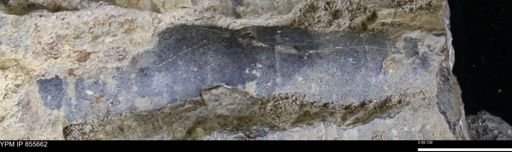 undet. Teredinidae