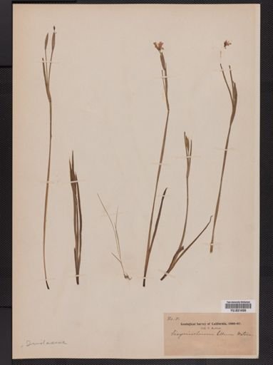 Sisyrinchium