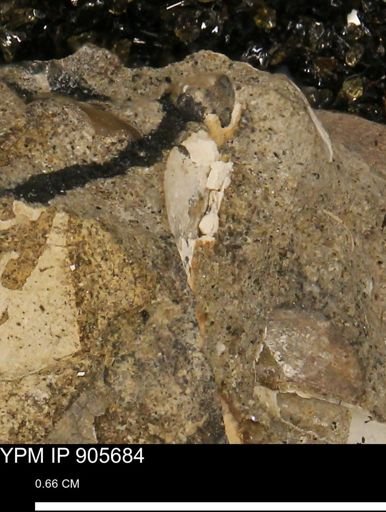 undet. Bivalvia
