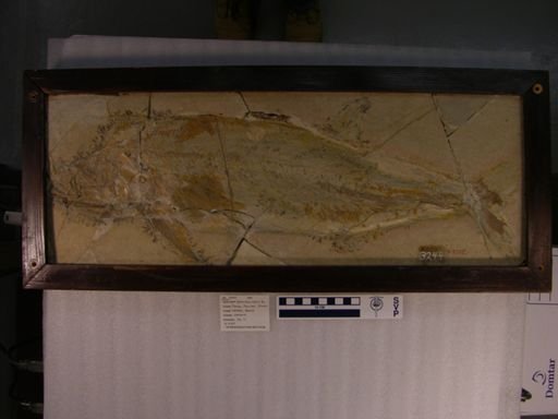 Hypsocormus insignis