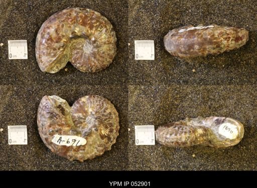 Discoscaphites gulosus