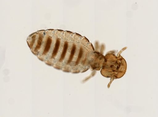 Trichodectes canis