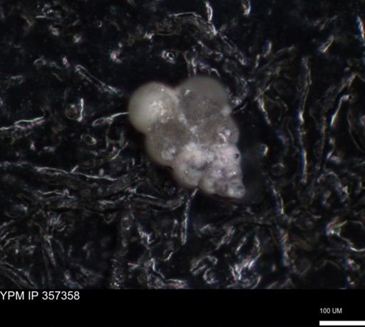 undet. Foraminiferida