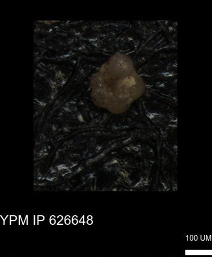 undet. Foraminiferida