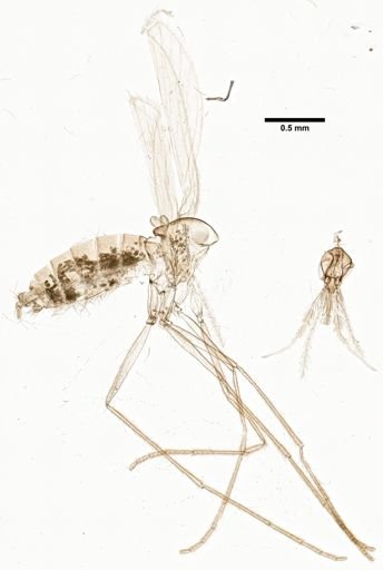 Phlebotomus simici