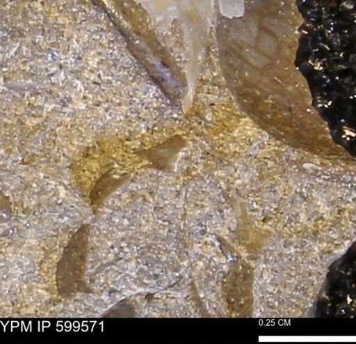 Protocardia subquadrata