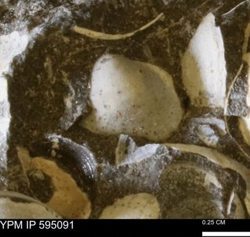 Protocardia sp.