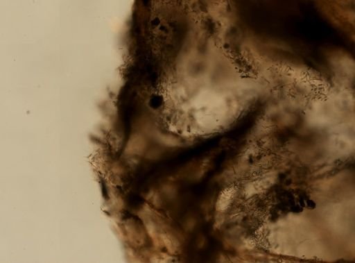 Ircinia ramosa