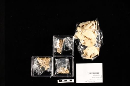 Mesoclemmys gibba
