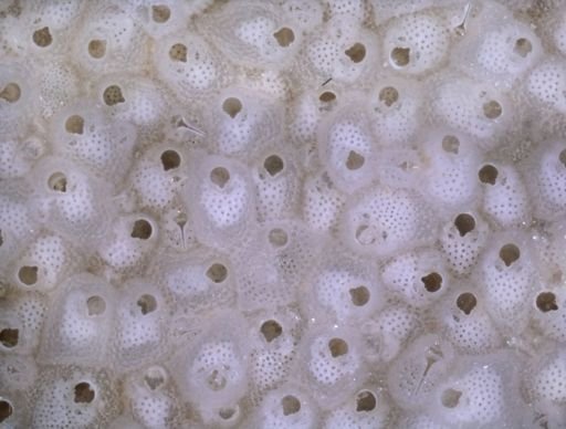 Stylopoma viride