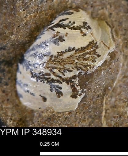 undet. Bivalvia