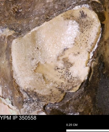 undet. Bivalvia
