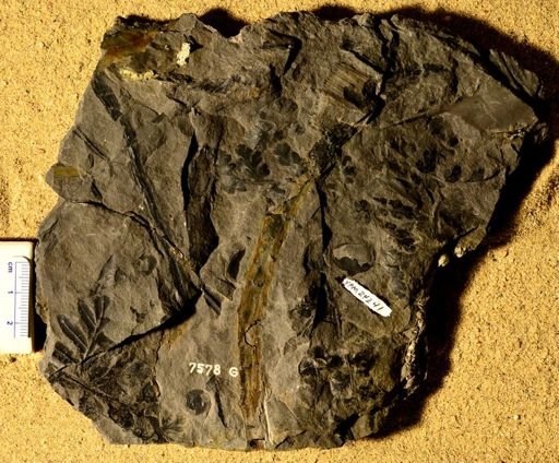 Sphenopteris concinna