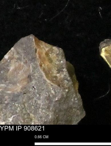 undet. Scaphitidae