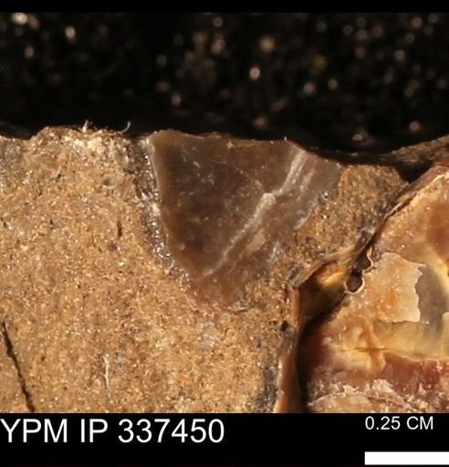 undet. Mollusca