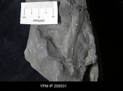 Hughmilleria sp.
