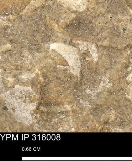 undet. Mollusca