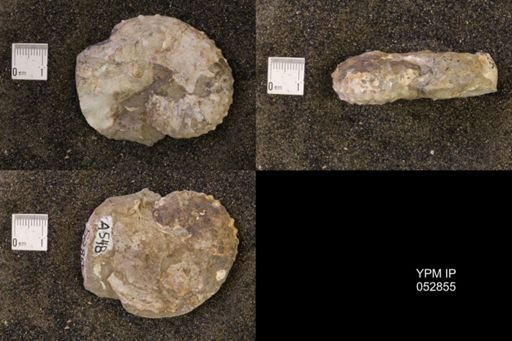 Discoscaphites gulosus