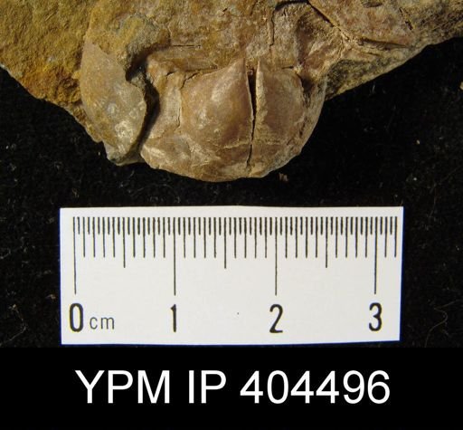 Cyrtina sp.
