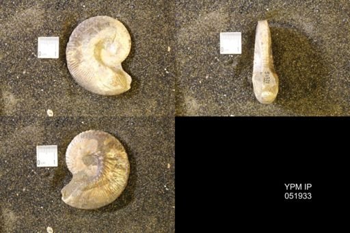 Hoploscaphites comprimus