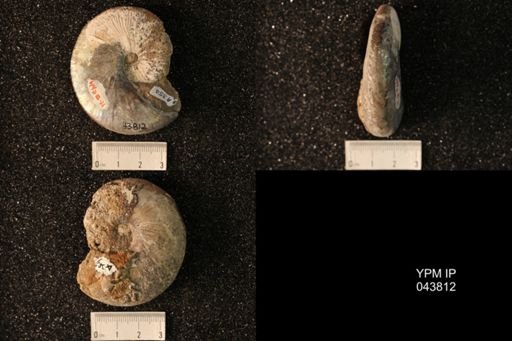 Hoploscaphites nicolletii