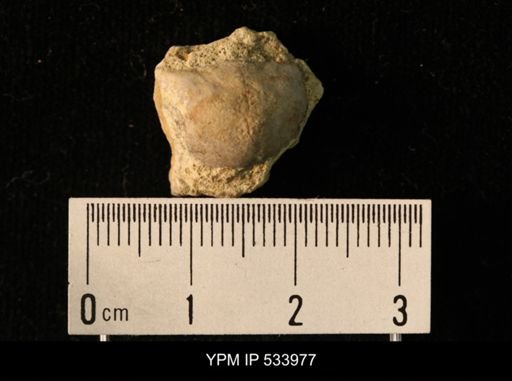 Rafinesquina minnesotensis