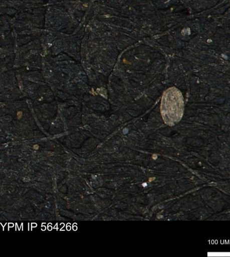 Spirolocammina planula