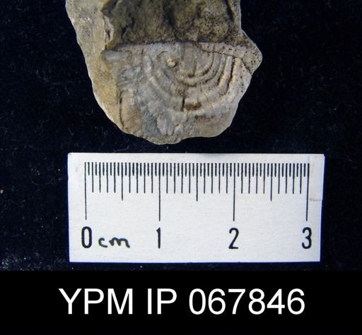 Leptaena rhomboidalis