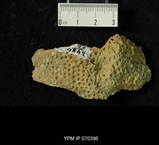 Heliolites spongiosus