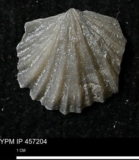 Stropheodonta erratica solidicosta