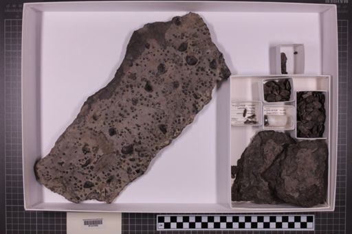 mixed taxa, stratigraphic collection