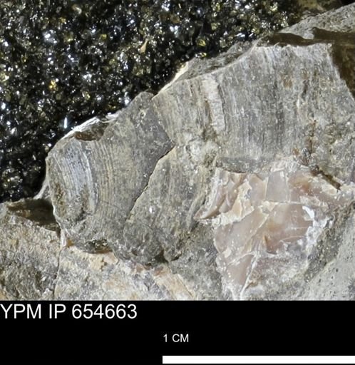 Dosiniopsis deweyi