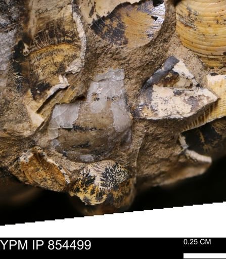 Phelopteria linguaeformis