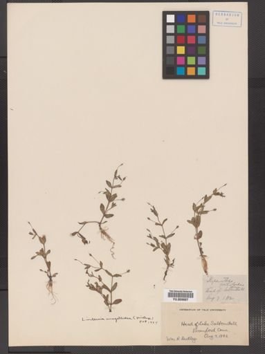 Lindernia anagallidea