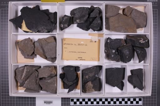 mixed taxa, stratigraphic collection
