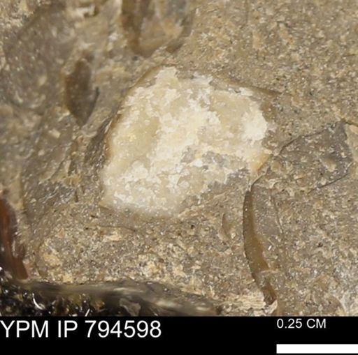 undet. Bivalvia