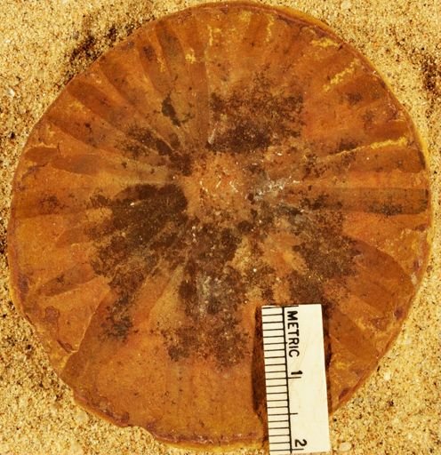 Annularia