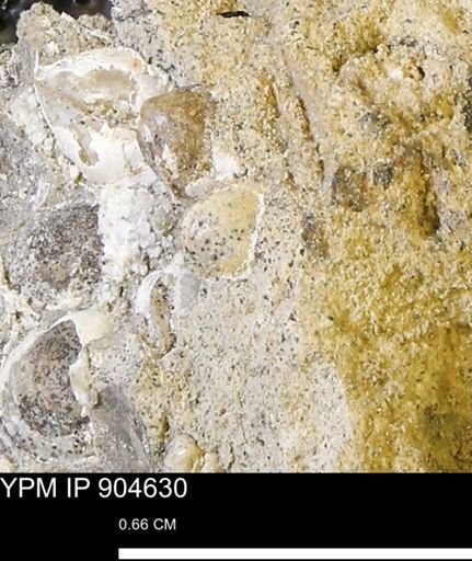 Corbulamella?