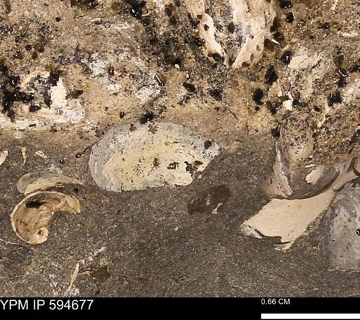 Protocardia sp.