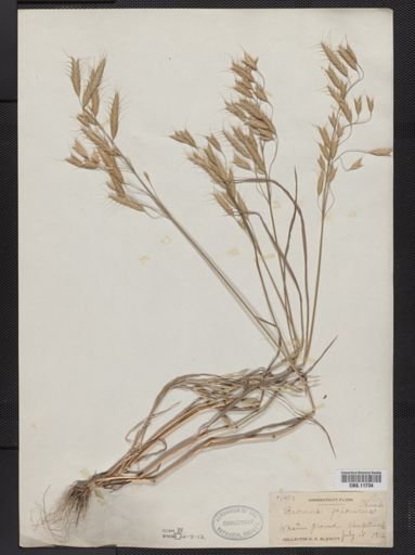 Bromus japonicus