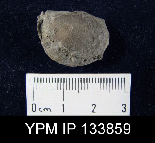 Stropheodonta inaequistriata