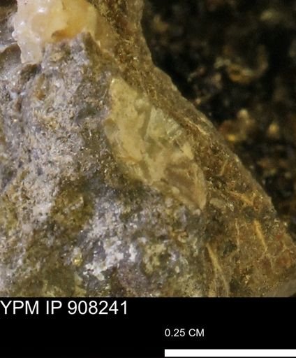 undet. Mollusca