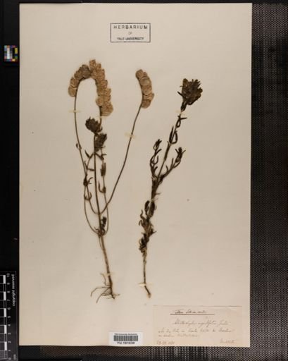 Plantae