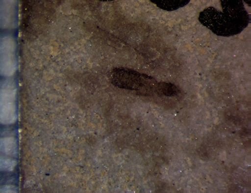 undet. Staphylinidae
