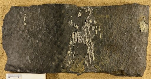 Lepidodendron