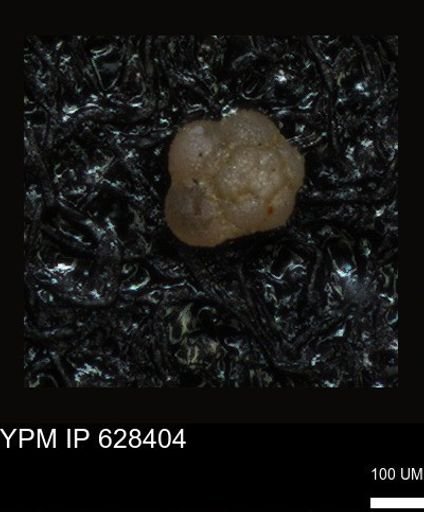 undet. Foraminiferida
