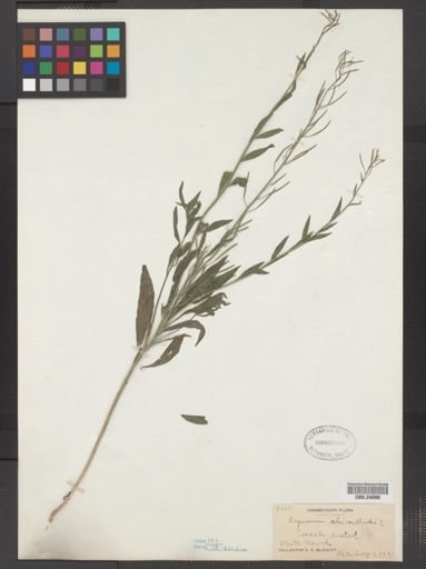Erysimum cheiranthoides