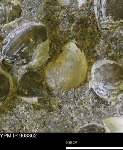 Corbulamella sp.