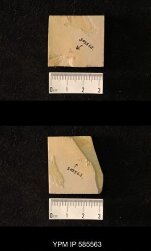 undet. Hymenoptera